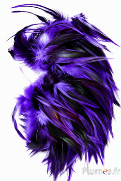 Hahnenkreuz Badger - 10-15 cm - violett